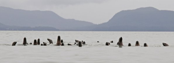 Steller's sea lions, looking Berner's Bay